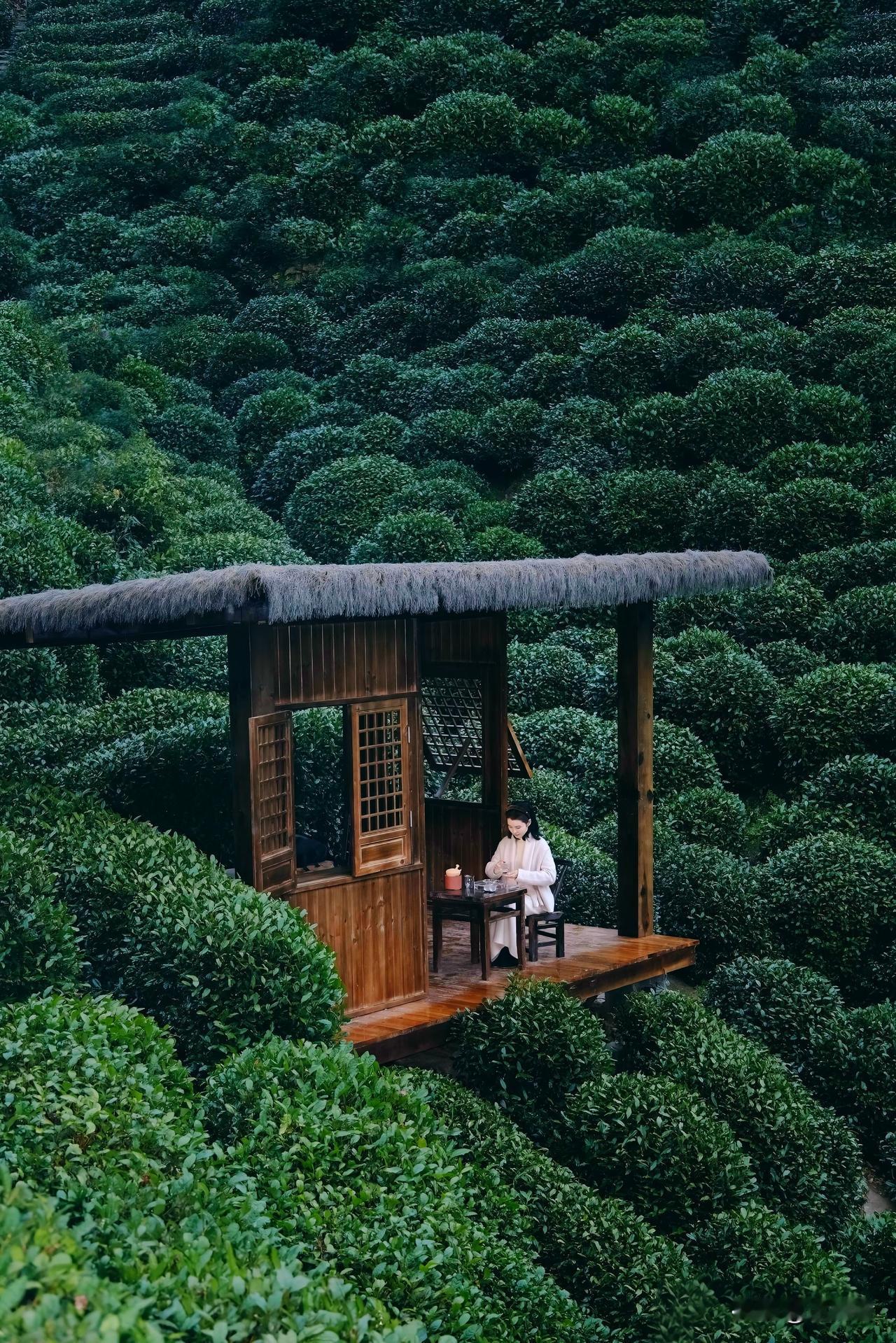 人在山边就是“仙”春日三事：赏花、踏青、品龙井。
独坐时光一隅，安享岁月静好。