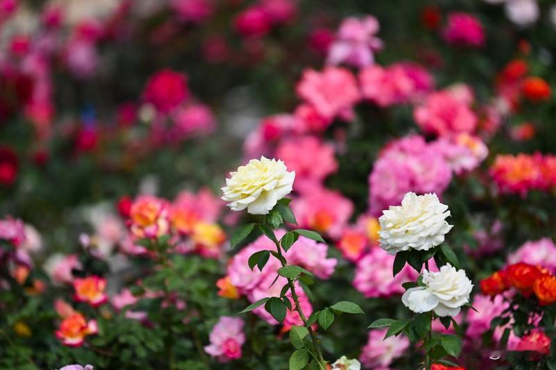 真正厉害的父母，
背后都有四稳。
​​第一稳：
心态稳，情绪不炸。
不把焦虑传给