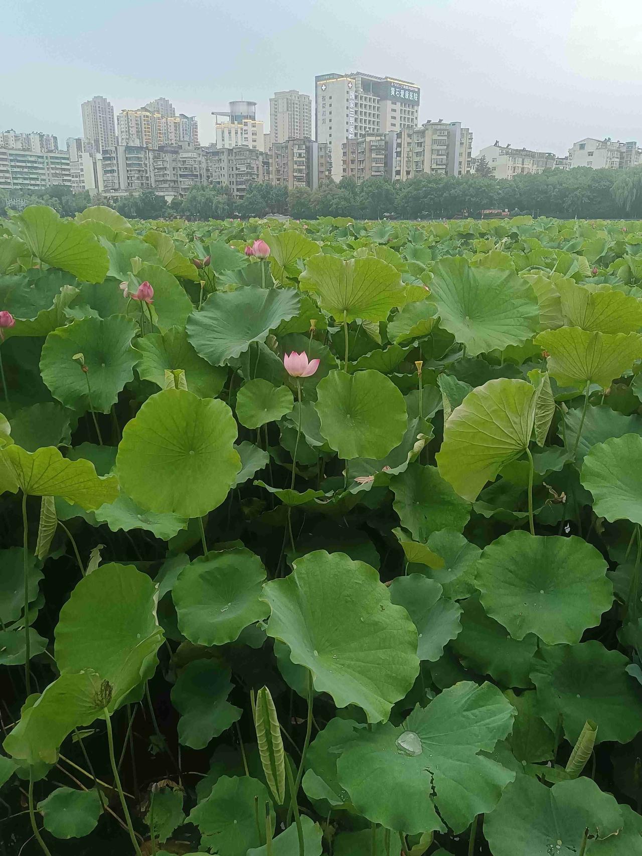 我的今日状态：😁轻松愉快
我这里的天气：🌧下雨