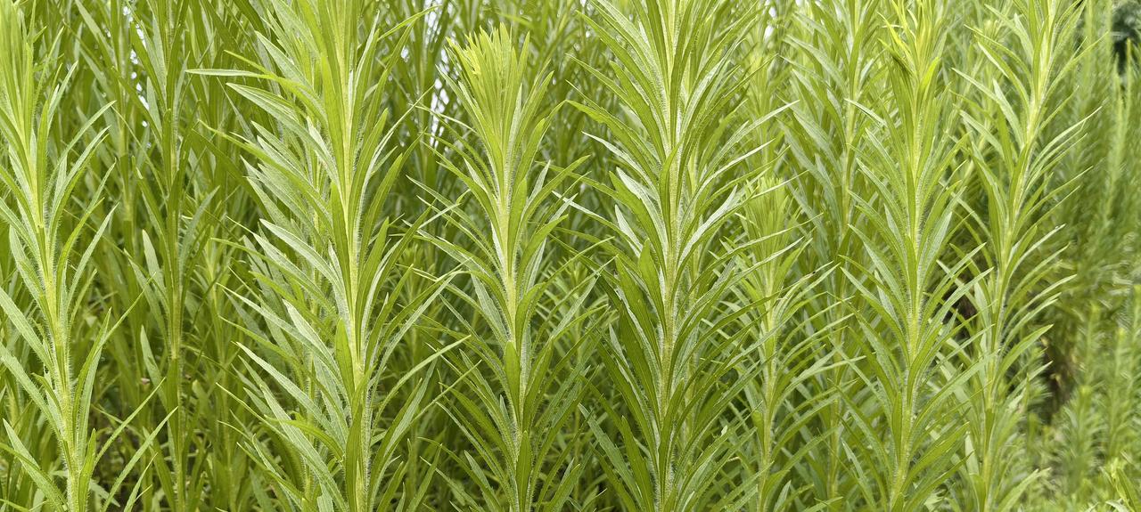 乡野间不平凡的小飞蓬
田埂路边，荒地渠旁，随处能看见一丛丛挺拔的小飞蓬。笔直的茎