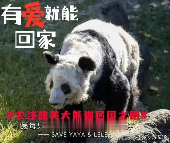 【丫丫在全国人民的关注和舆论的强大压力下终于回国了！有关部门要彻底反思接受教训，