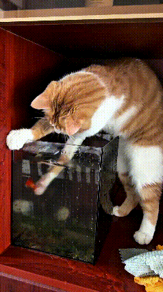 乖乖嘞，俺家这橘猫真是气人又好笑，成天不老实，没事就扒拉鱼缸捞小鱼。
伸着小爪子