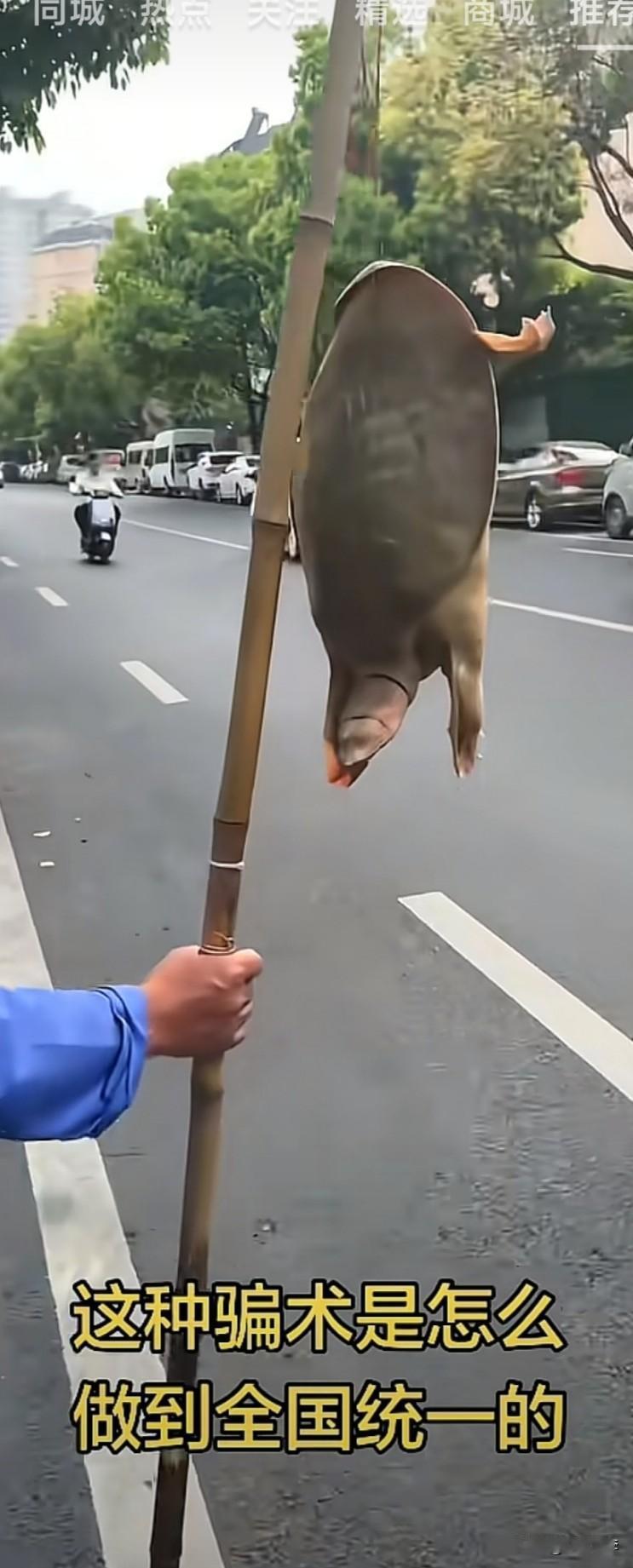 万能的网友，全网都在买王八，是为什么？