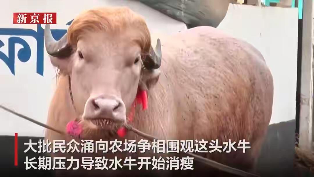 因为像极了某“王"而免遭宰杀，这头牛堪称当今最幸运的牛！但是如果它出现在伊朗恐怕