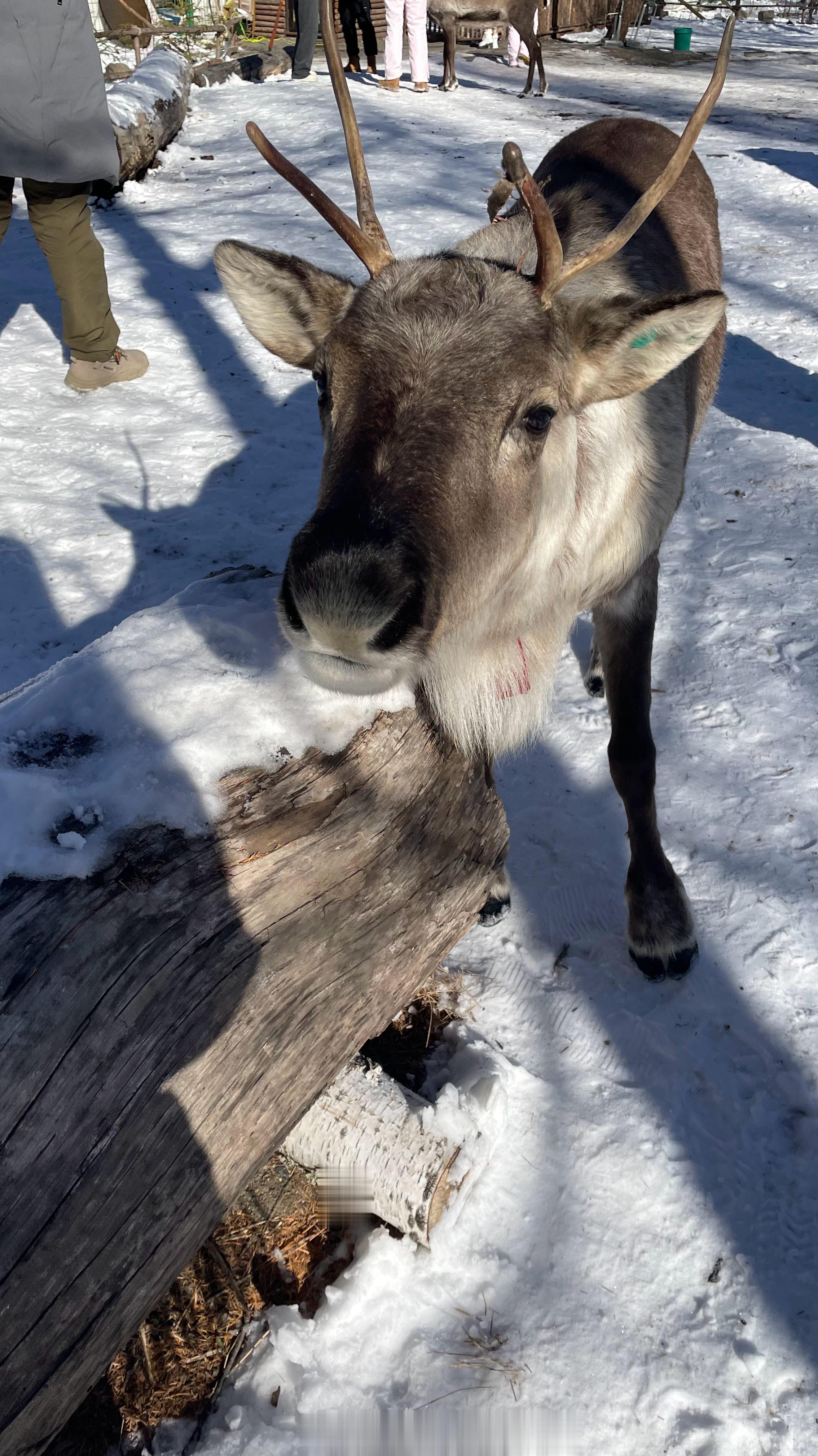 小鹿小鹿🦌 ​​​