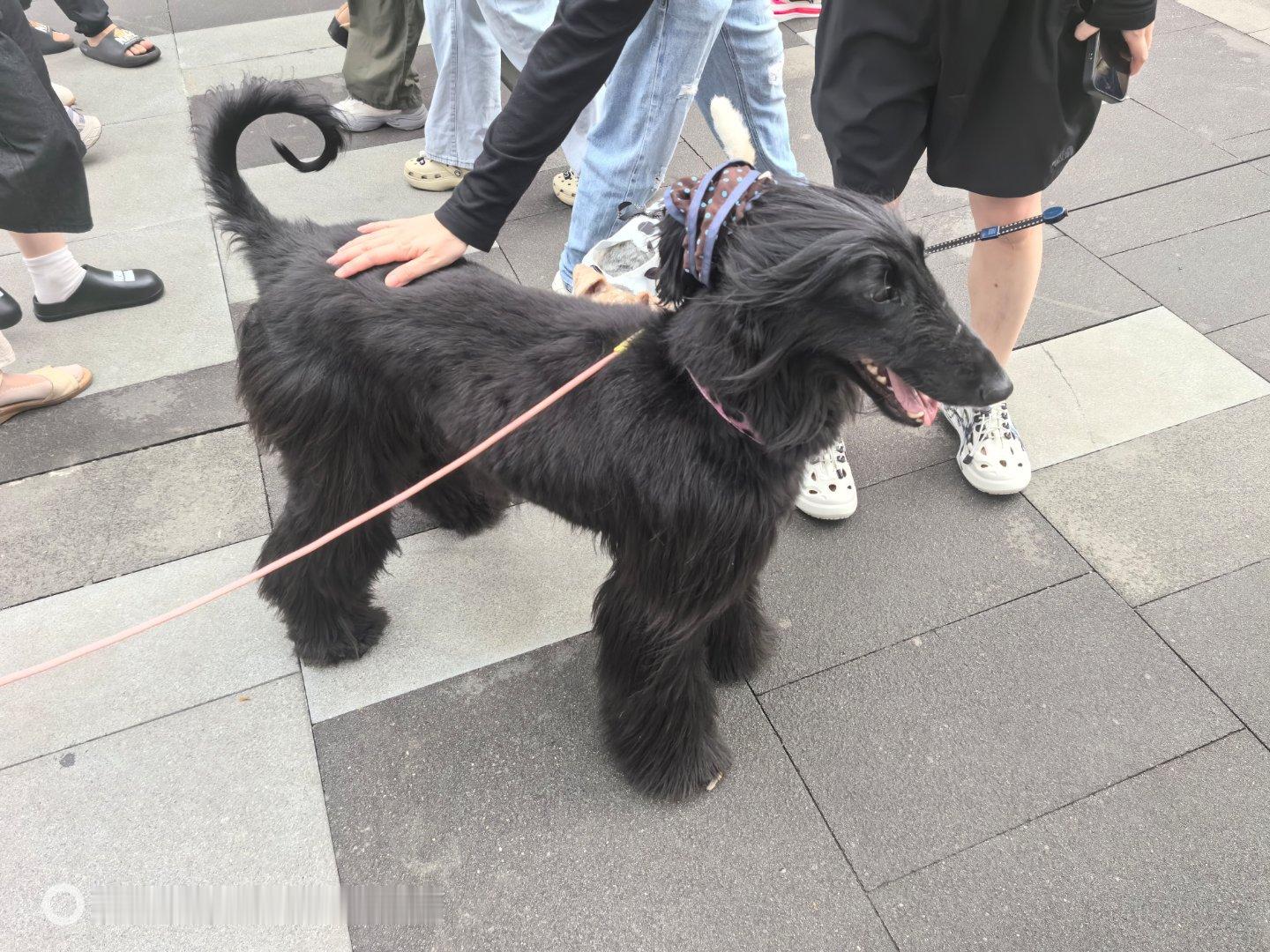 线下第一次见到阿富汗猎犬 