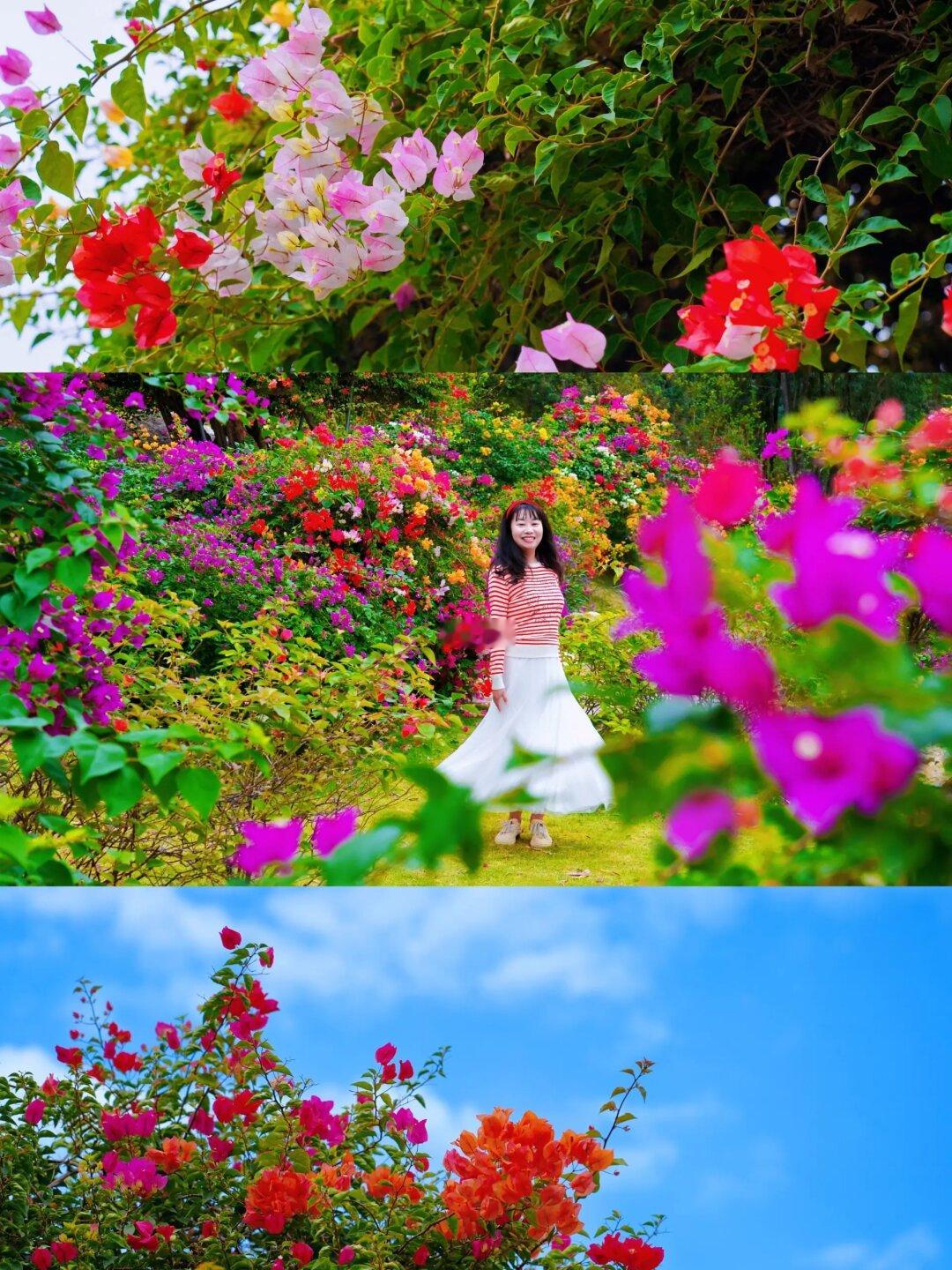 在广州！找到一片免费花海📸拍照绝美