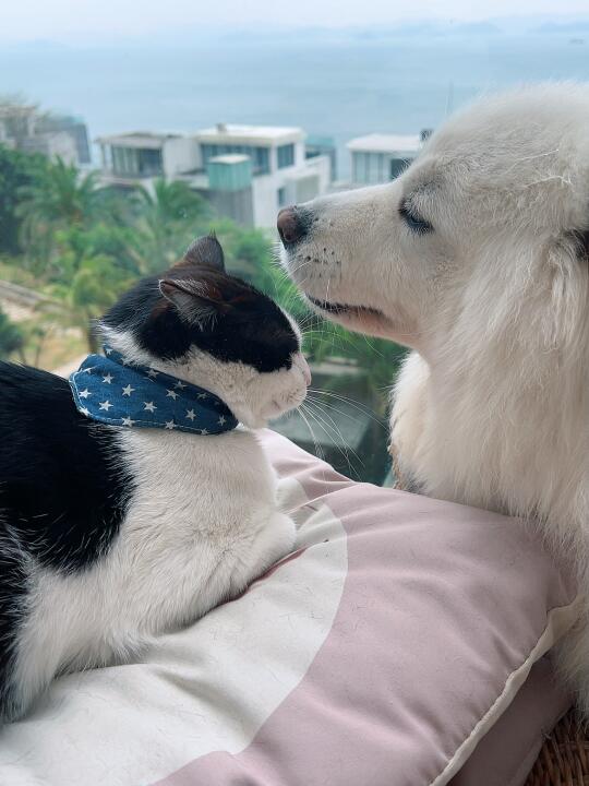 猫猫狗狗的日常