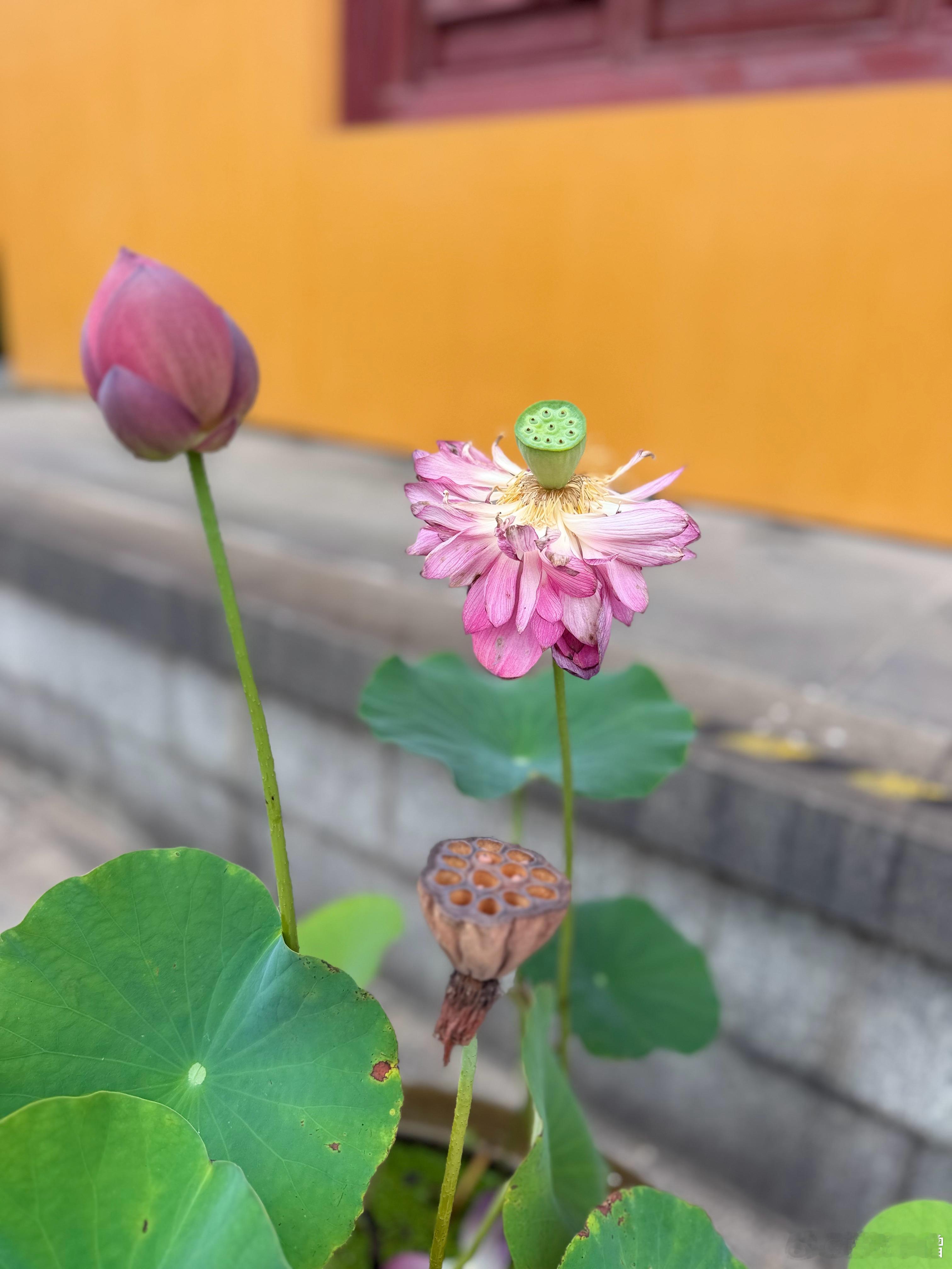佛教  师父说：生命里遇见的每一个人，都是属于你的一亩耕地。心怀善意去浇灌，日子