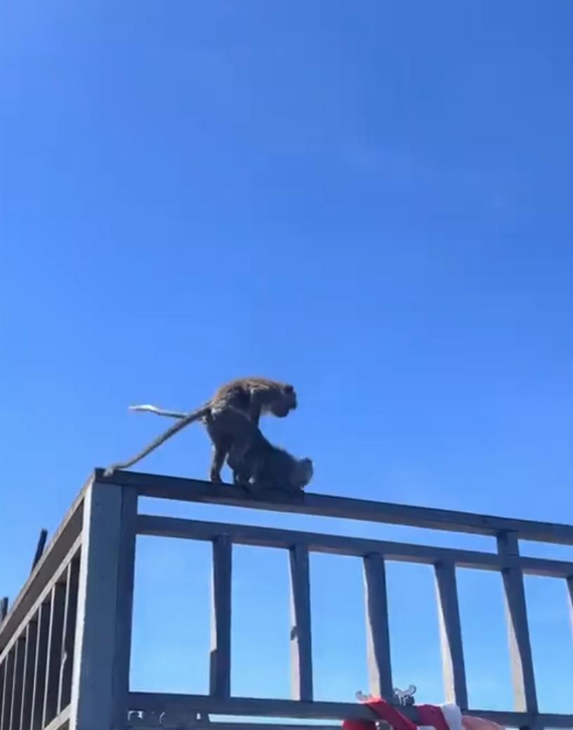 看到一对小猴子在当众切磋技术，小姑娘看的是目不转睛，认真的很啊！
网友热评：这位