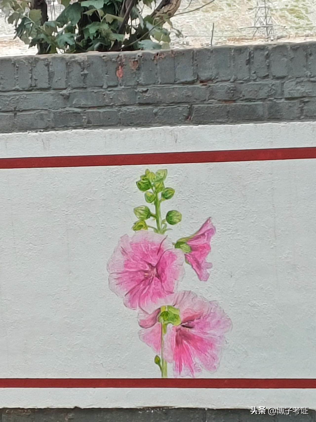 今儿折了一朵咱这儿特常见的花，然后以静物写生的方式画了幅手绘墙画。这花学名蜀葵，
