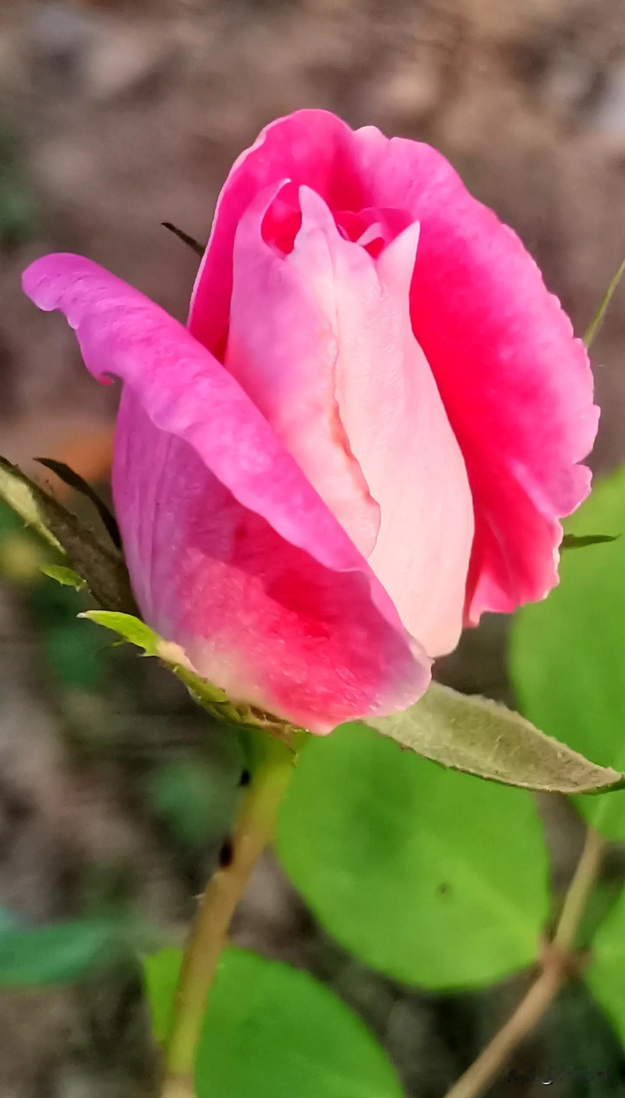 #随手拍秋天月季花分享#
月季花赏析（原创）
娇艳欲滴 美不胜收