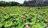 分享随手拍的景色安庆菱湖公园荷花盛开