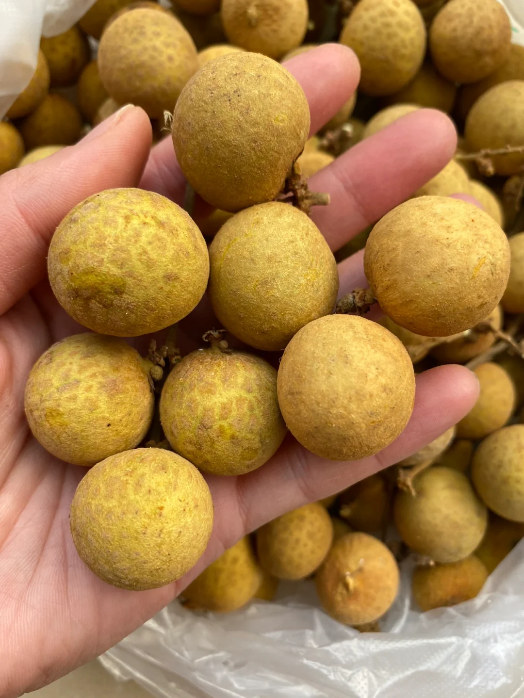 终于吃上了！！新鲜爆汁的桂圆