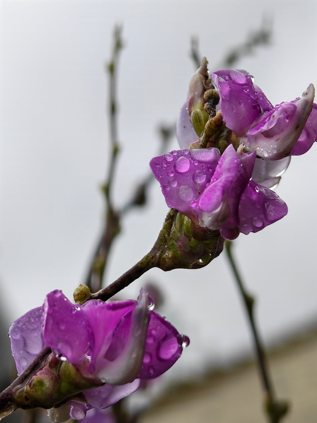 清晨带雨的豆花好美！手机📱荣耀Magic8随手拍