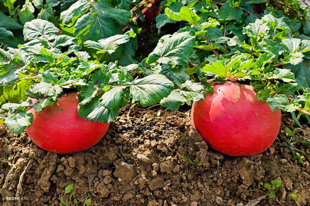 北京密云太师屯芦头村民种的大萝卜。