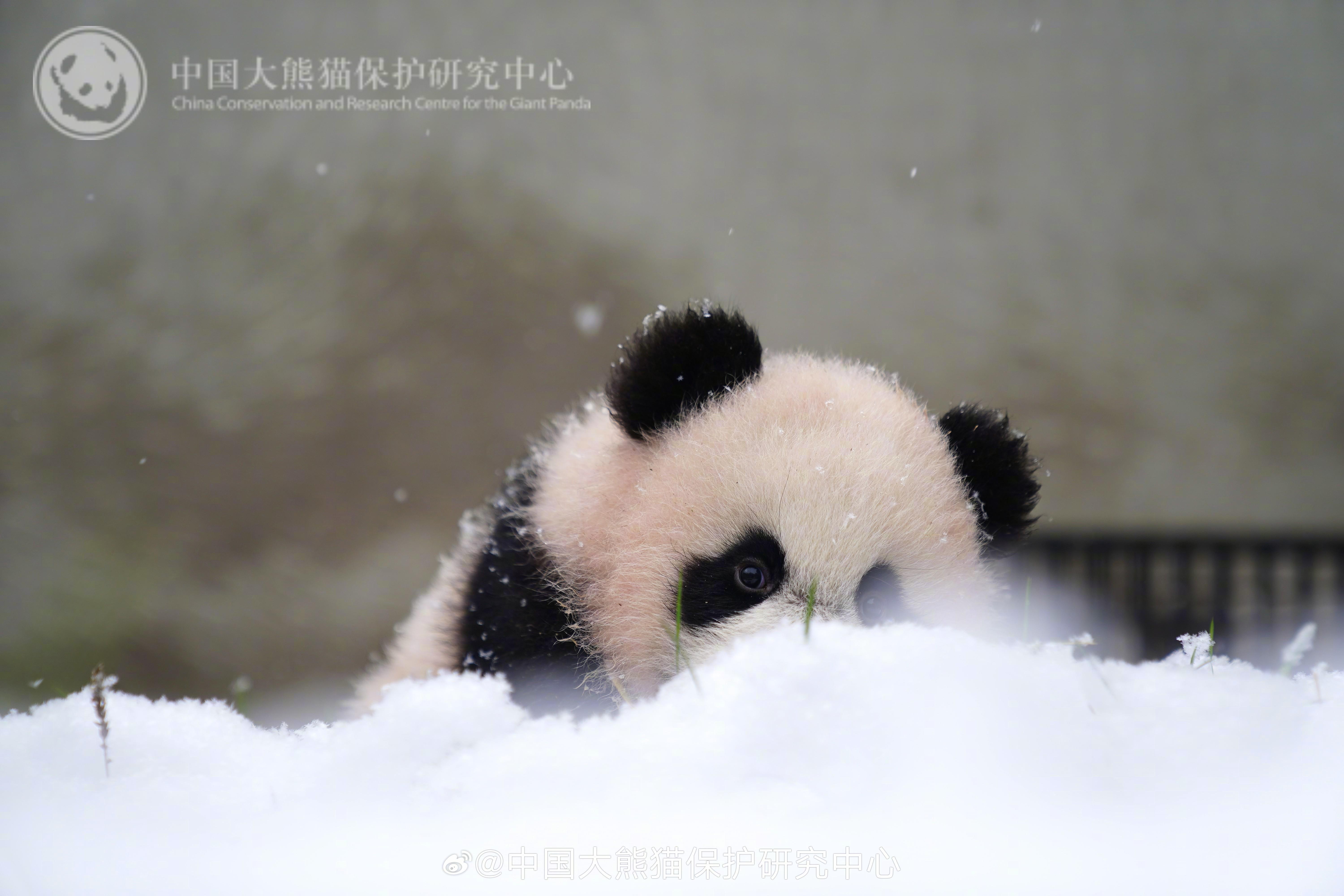 “水秀“崽雪天写真新鲜出炉，浓颜系美熊超吸睛！瑞雪兆丰年，国宝裹“糖霜”🐼  