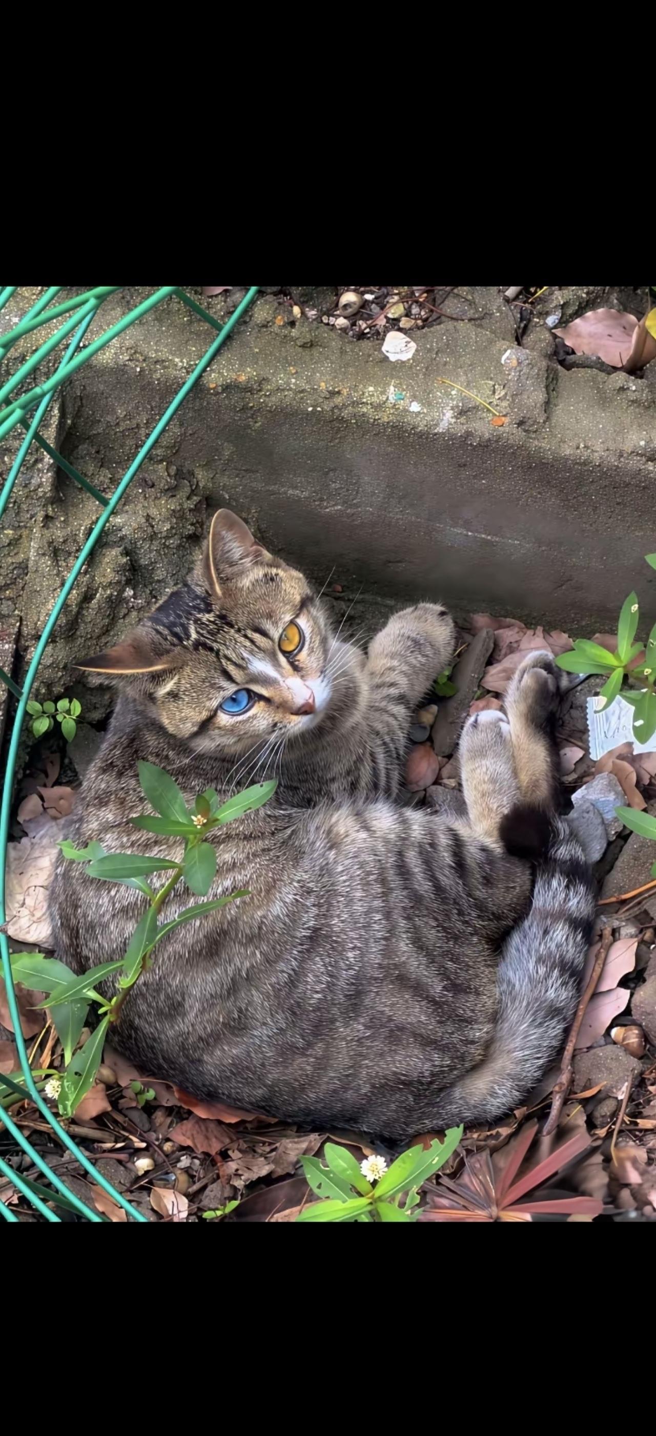 猫卧绿荫下，静观世外尘。