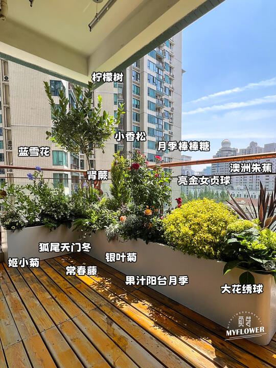 夏日阳台植物推荐：美不胜收的小花园秘籍✨