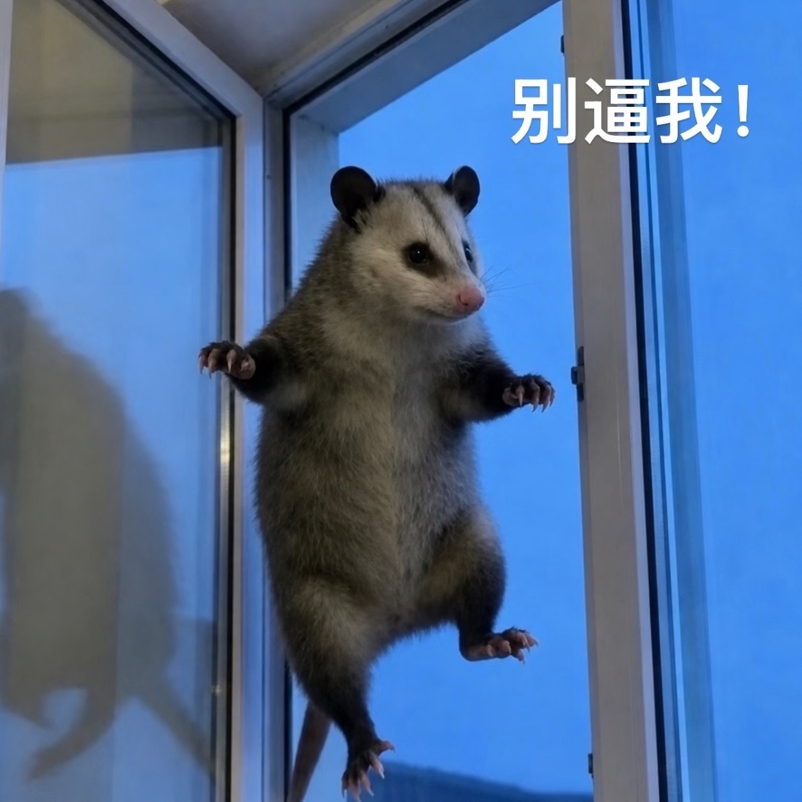 我就知道我没有拍立得的命。 