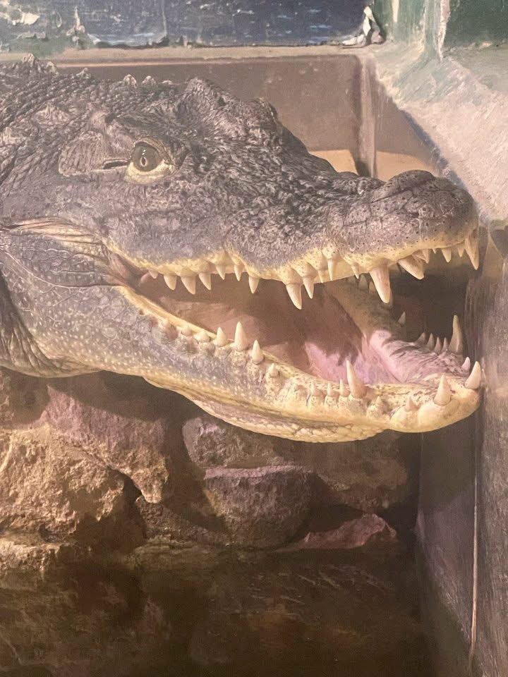 🐊在第聂伯，“水族馆”教学科研综合体的象征——尼罗鳄“盖纳”在俄罗斯导弹袭击后
