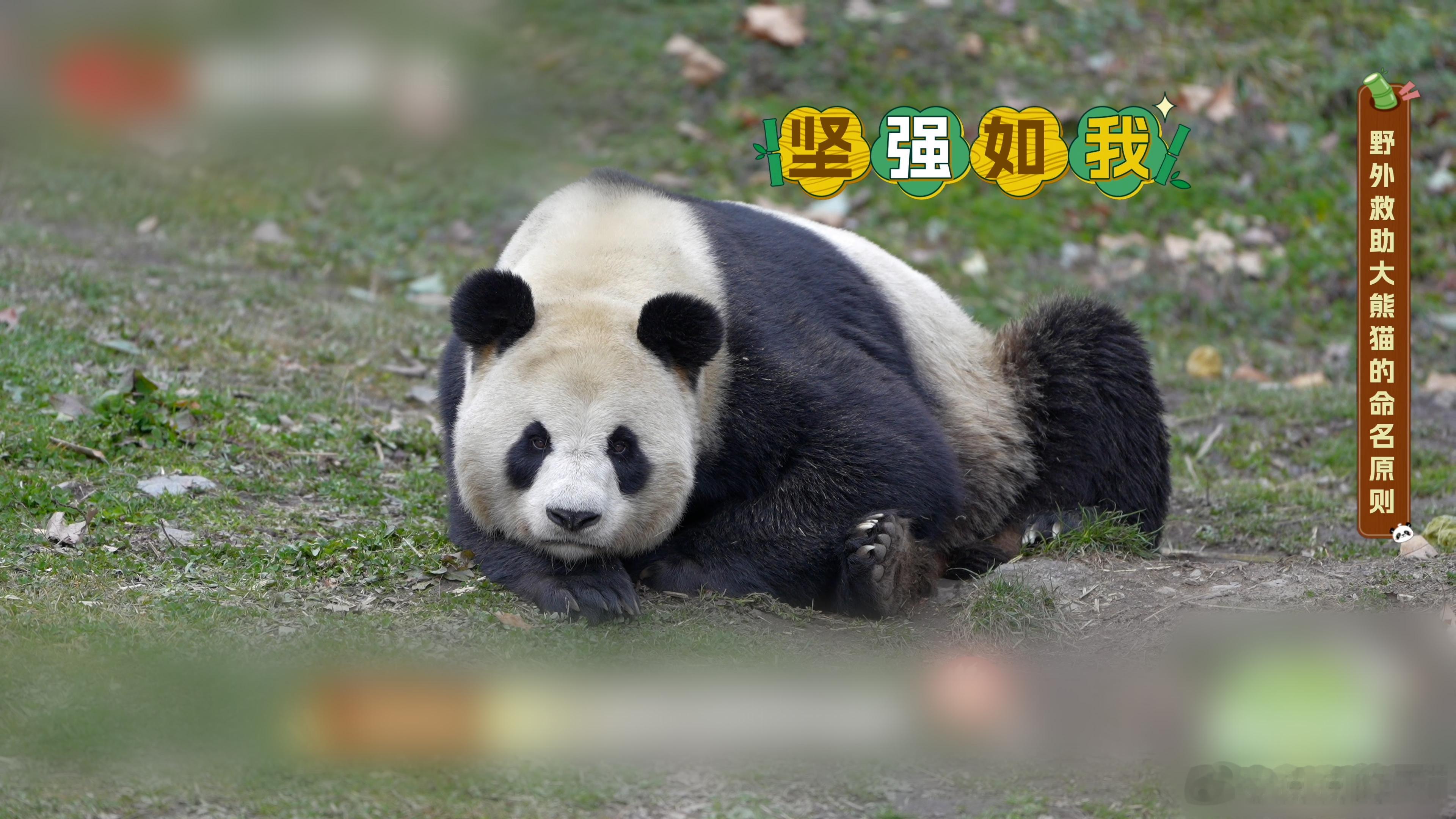 【被救助的大熊猫为什么一般都姓紫】每一个名字都是一段记忆。“紫”字背后，记录的是