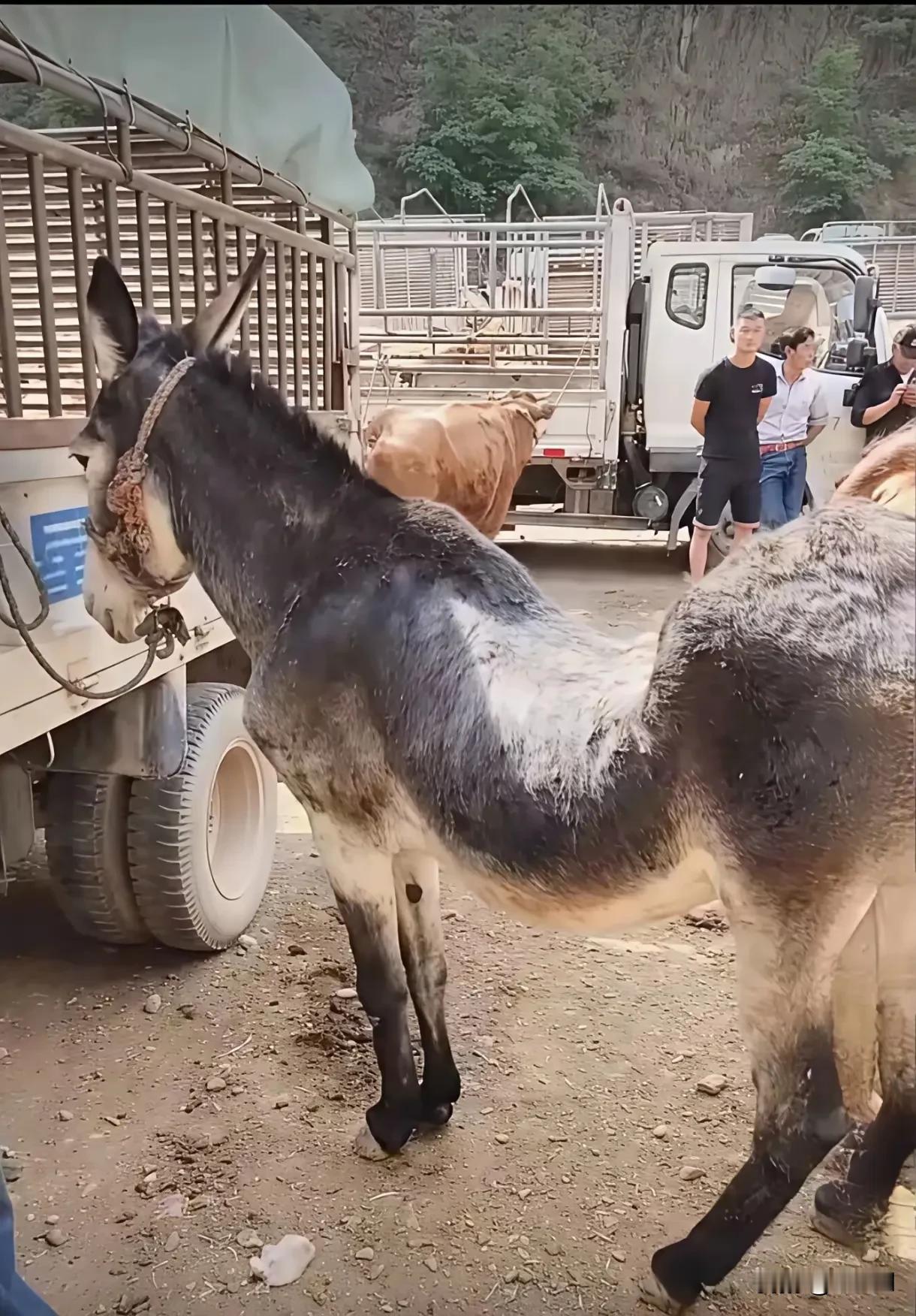 投胎了个苦人家哦～
