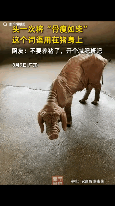 笑不活了！广东，男子辞职后回老家搞副业，他觉得养猪没有技术含量，就买了两头回来养