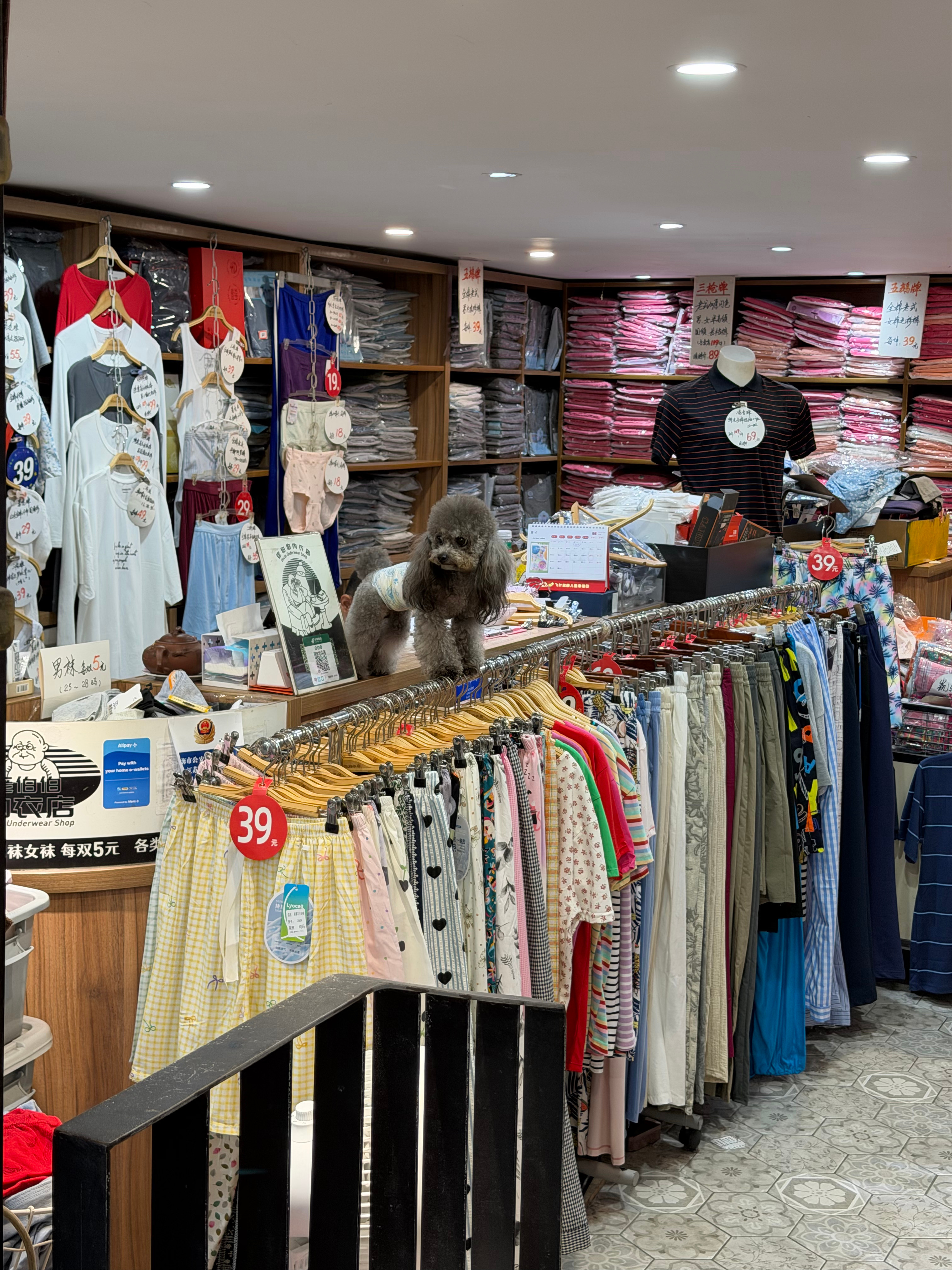 冷知识：愚园路这家“老伯伯内衣店”主理人是这位灰色皮毛一体朋友。连续两天看它躁动