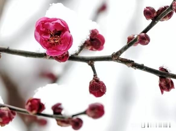 上联“红梅映雪铺宣纸”，以画入诗，将自然之景与丹青艺术巧妙融合。
对个下联：疏影