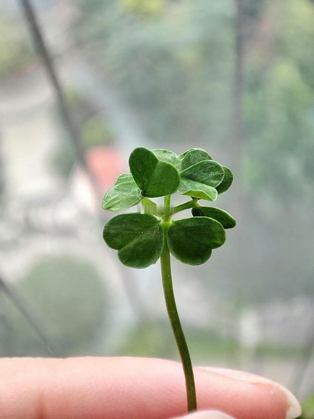 幸运9叶草，好运加倍🍀 