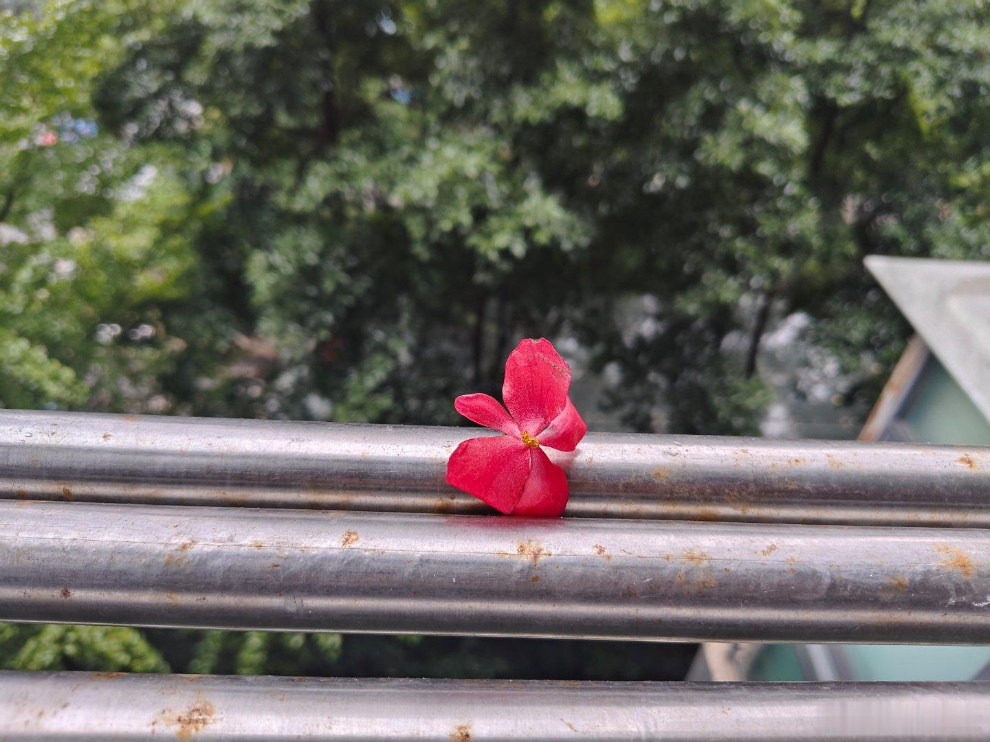 兰兰昙昙日日葱，脂脂苏苏年年荣。​昨夜秋风吹谁家，窗外再添一点红。 ​​​