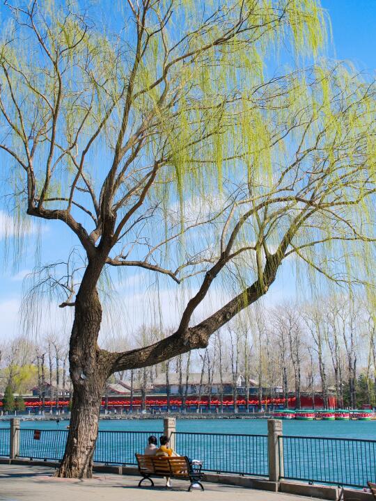 3.17实拍🌳在北京拍到了贺知章笔下的春天🌸