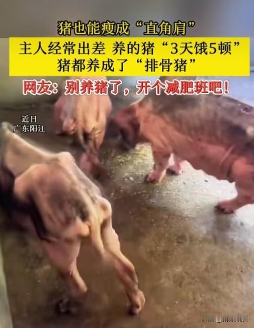 近日，广东阳江这头小猪属实火出圈，硬生生饿出直角肩变身排骨猪😂。主人经常出差喂