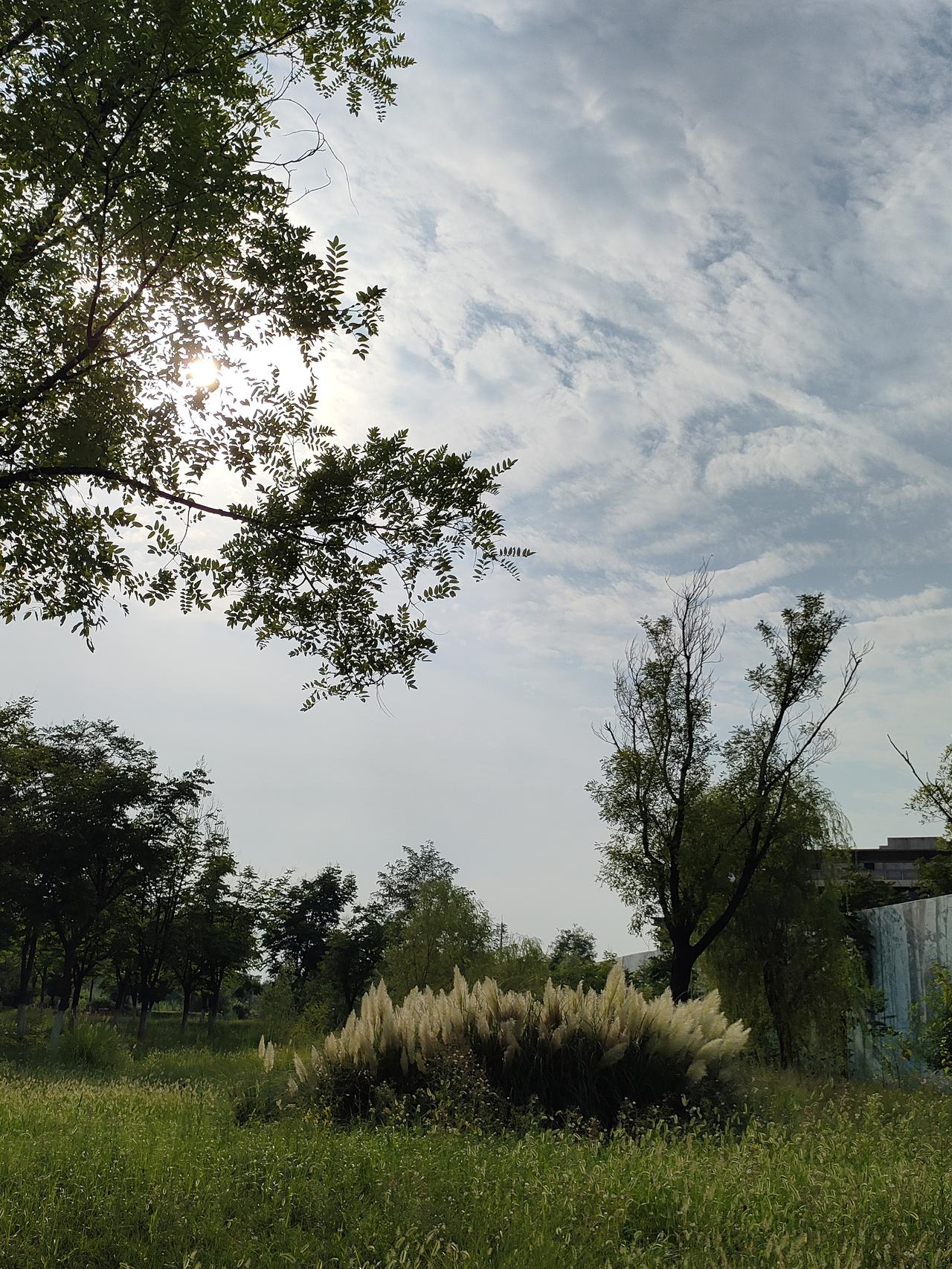 芦苇全身都是宝,你了解芦苇吗?芦苇是湿地常见植物，称得上浑身是宝，从古至今深度融
