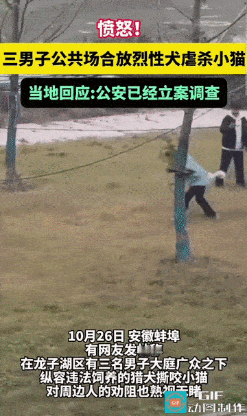 “太残暴了!”安徽蚌埠，有网友拍摄了一段三名男子在大庭广众之下放烈犬虐杀小猫的视