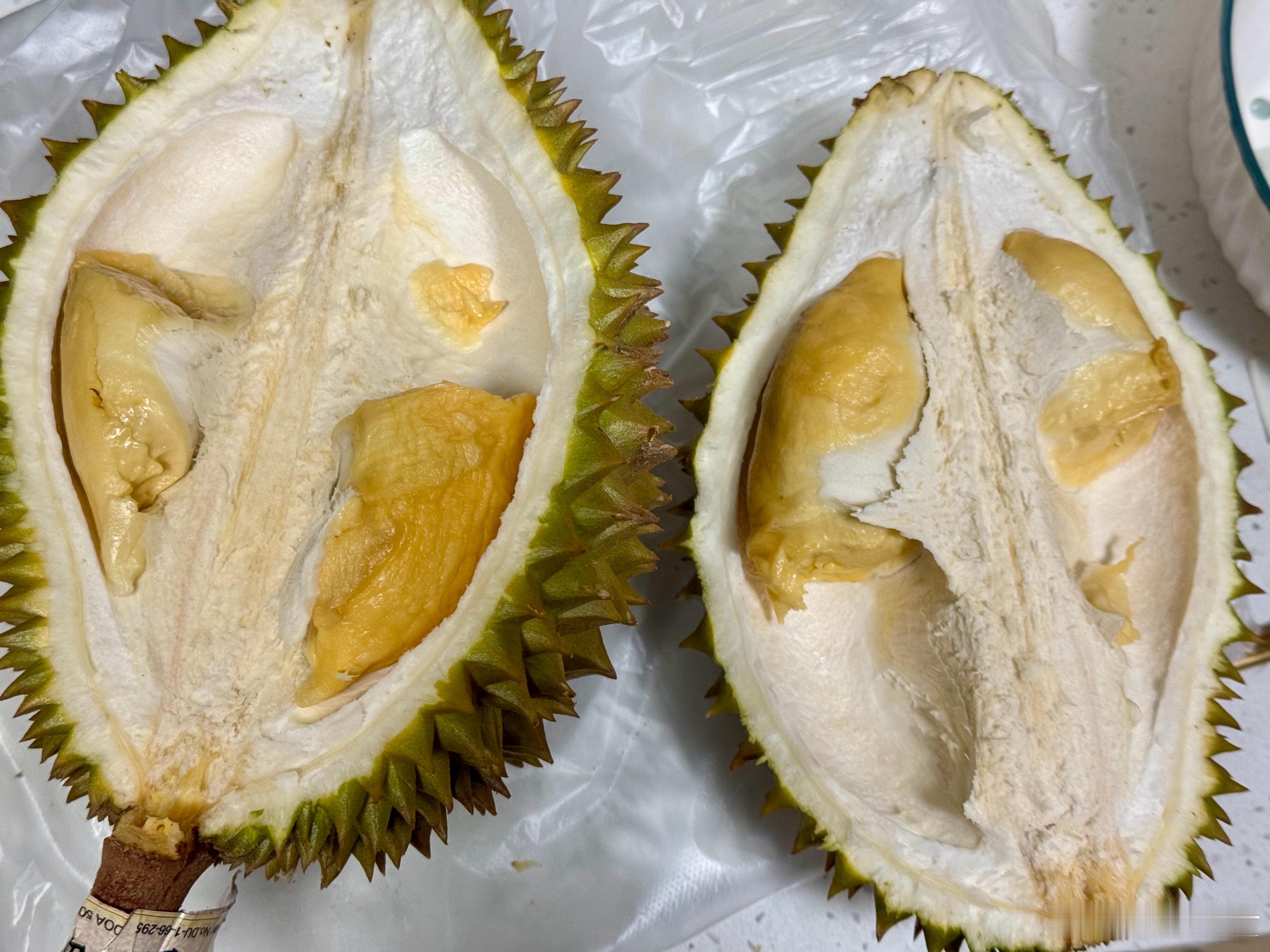 想念金枕的第一天，托曼尼果真是皮厚核大！川川逛吃日常