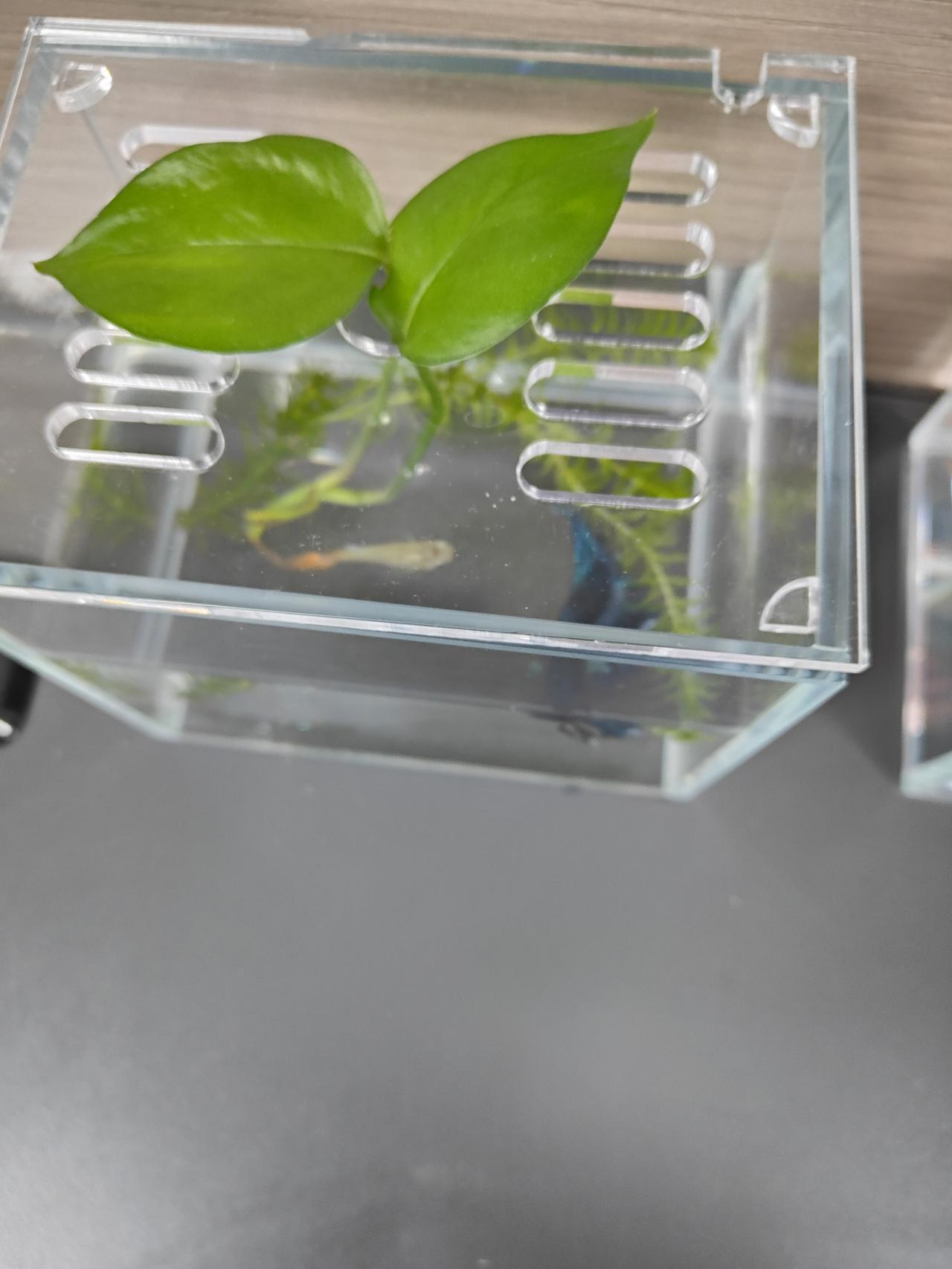 忙里偷闲，看🌸看🐟。开心工作，愉快下班。希望新的一年里，工作顺利，家人平安健