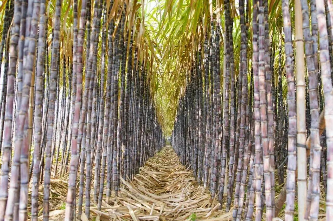 【来南沙抢甘蔗啦！最低1元/条】
荣获“全国名特优新农产品”和“广东省名特优新农