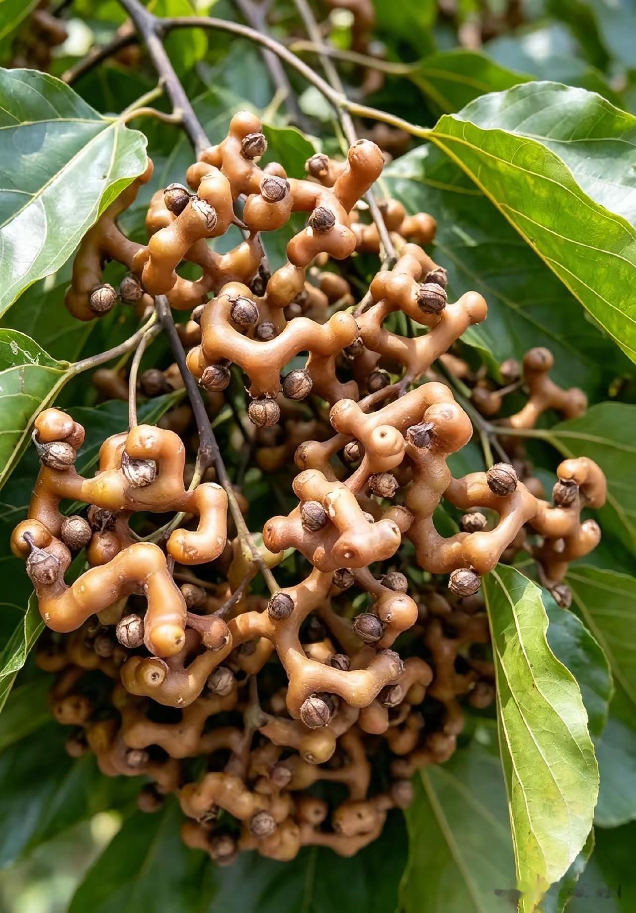 长这么大岁数，还是头一回见，这是什么植物？我们苏北根本没有这个，它是果子类还是药