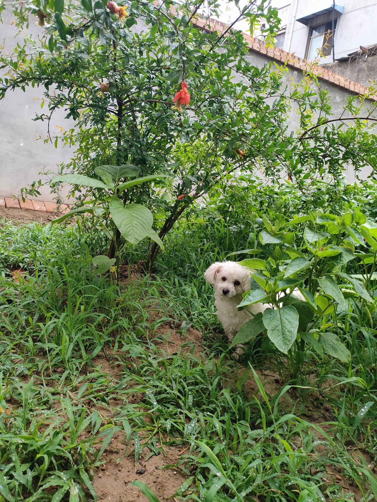 记录我的2026雨后小院草木挂满水珠，石榴树缀着艳红小花，小白比熊躲在绿叶间探头
