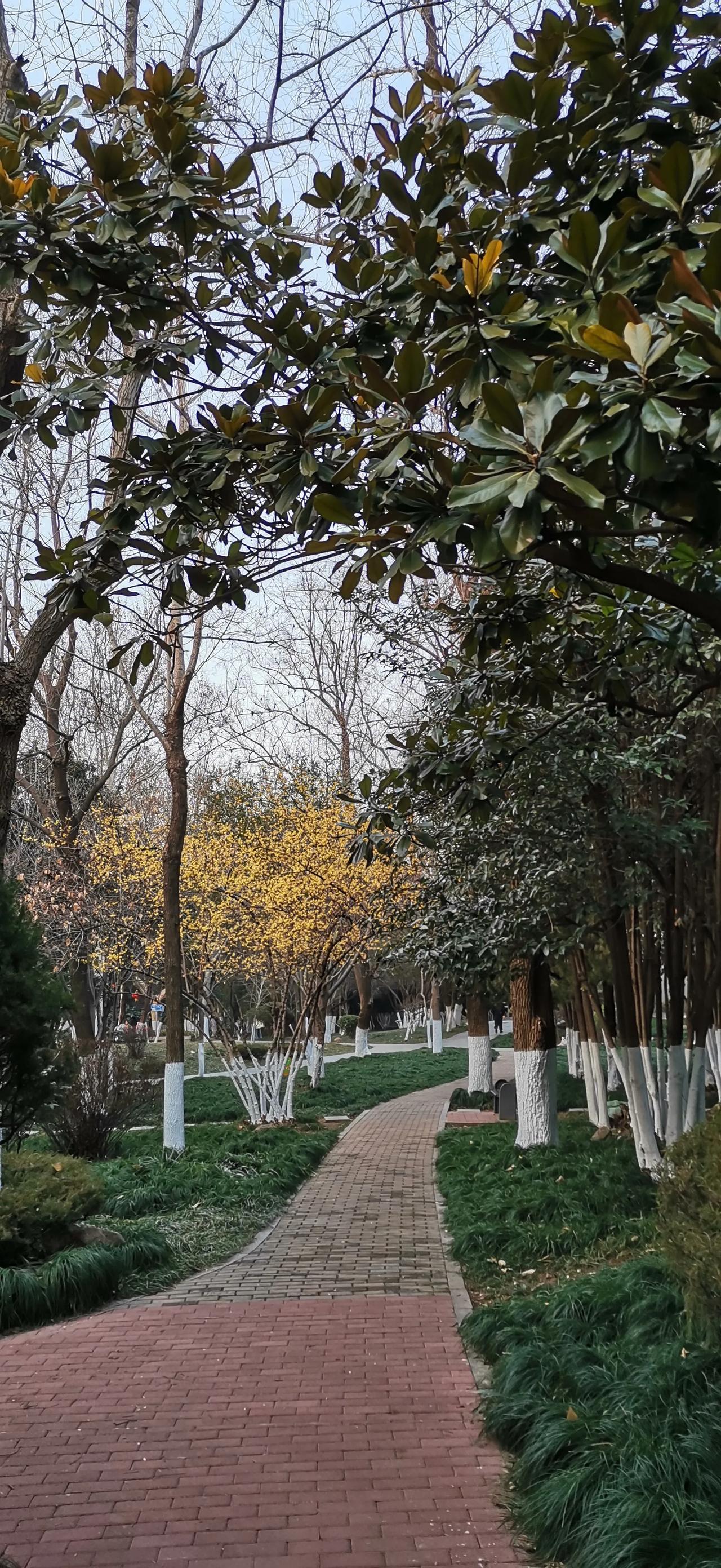 随手拍漂亮的花
