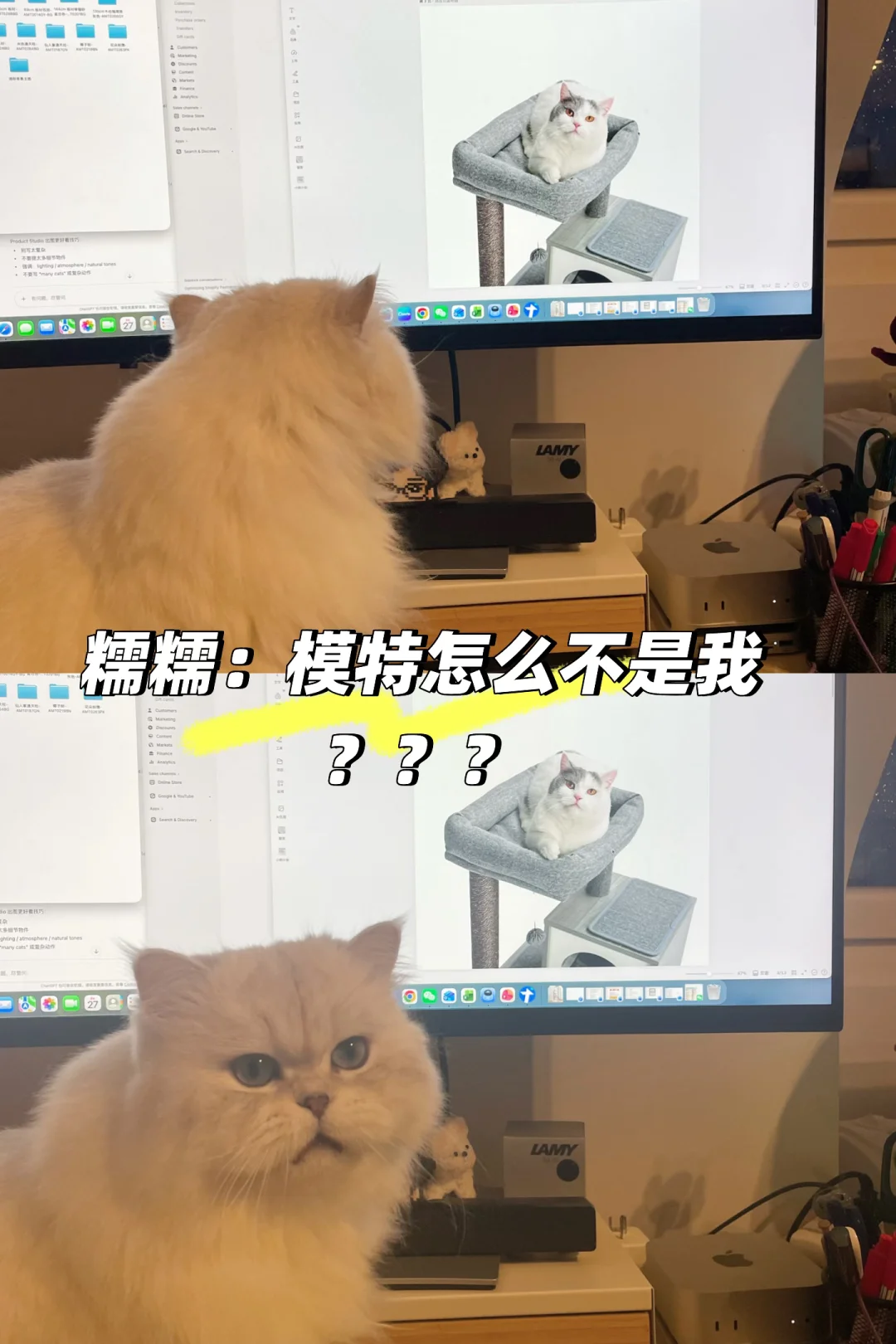比利时🇧🇪宠物赛道创业｜用别的模特猫