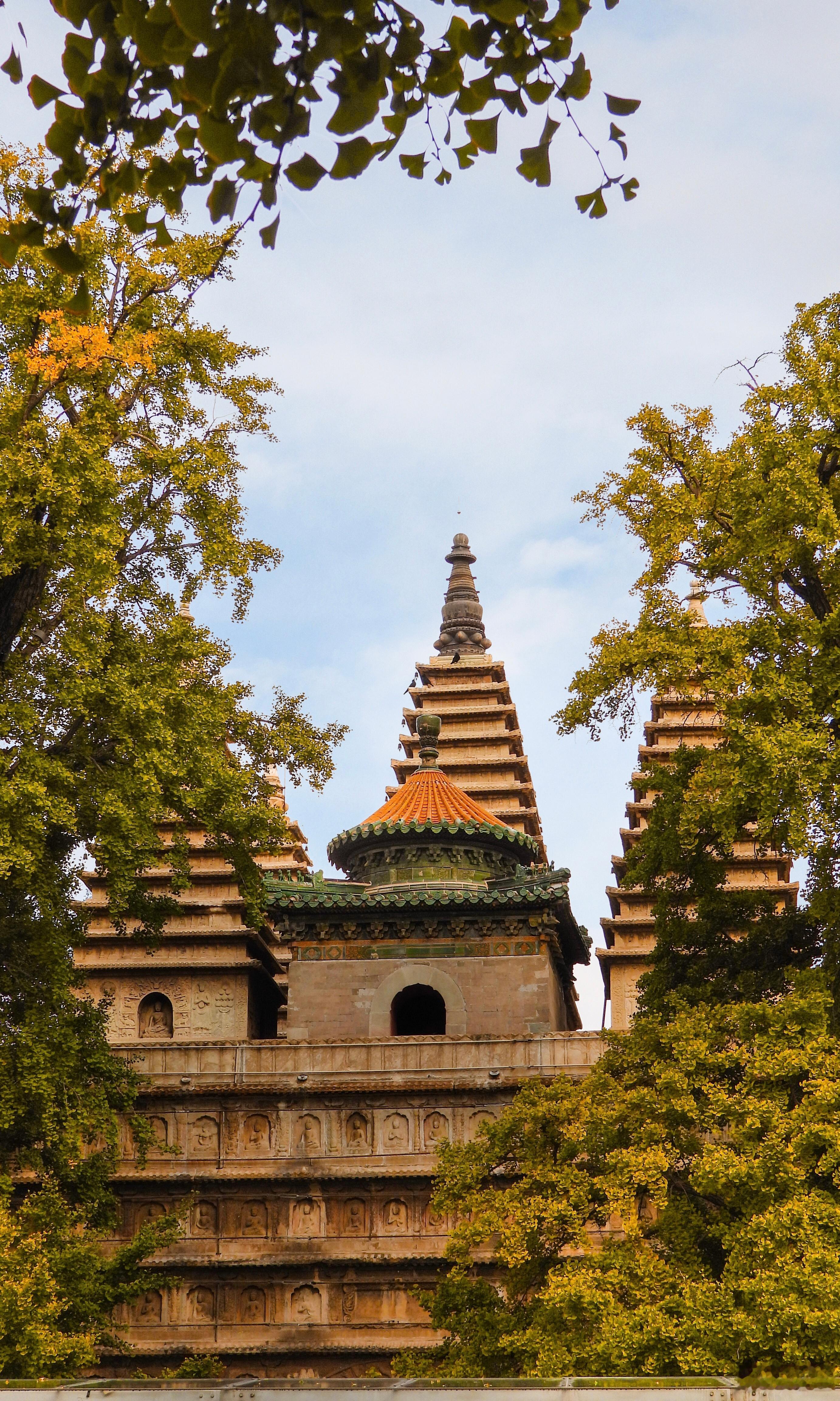 【北京石刻艺术博物馆 五塔寺】银杏金风秋世界，丰碑巨刻古光阴。（王悦笛 游真觉五