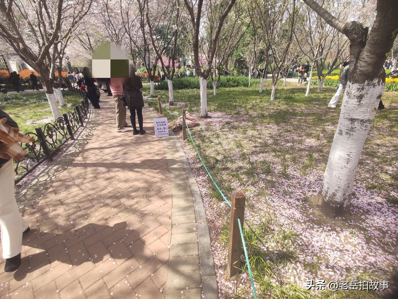 这个商机瞅的不错，时下正是人们欣赏春花烂漫的绝佳时候，而对于郑州人来说，最近的出