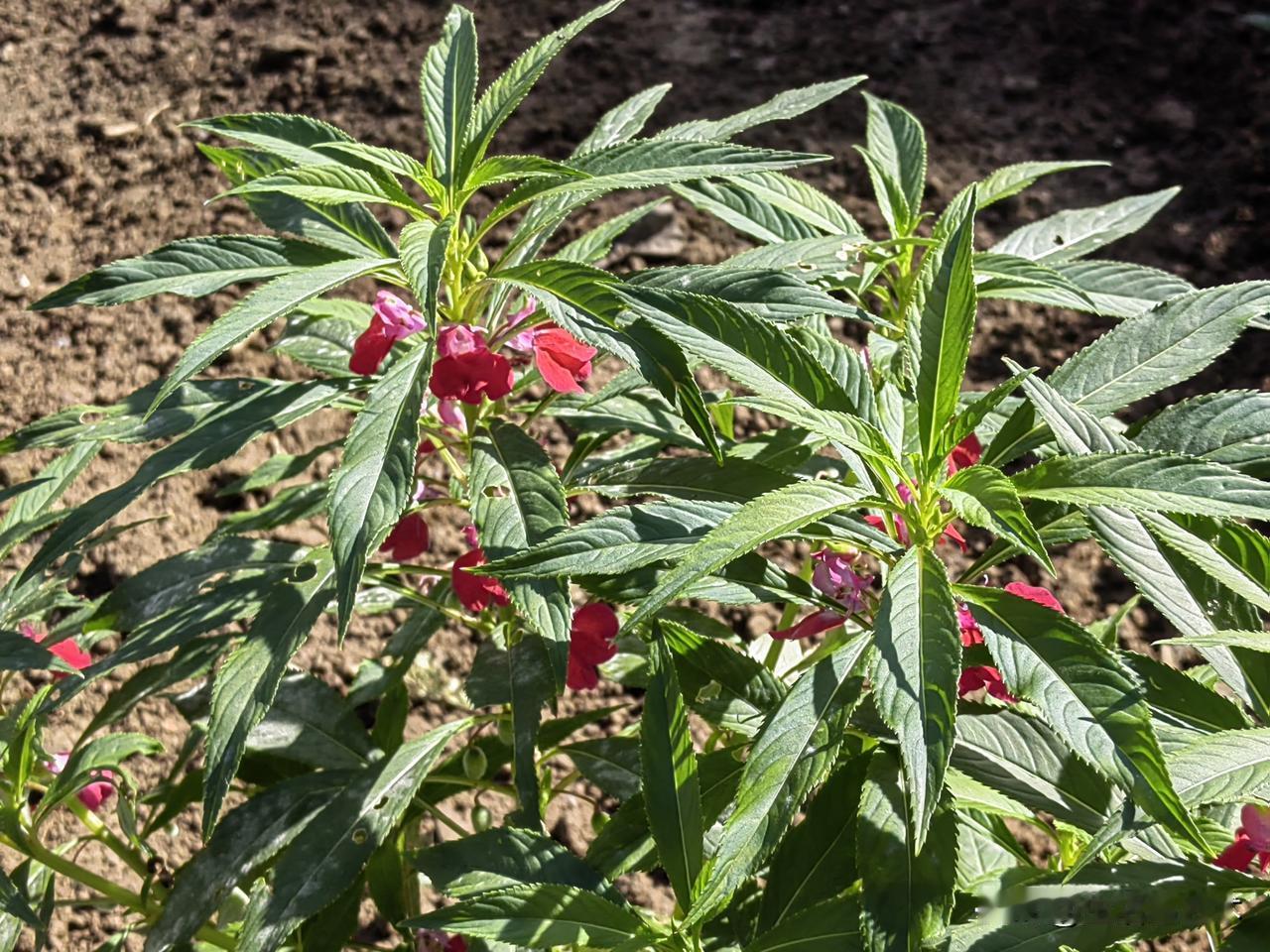 人到40～50岁的中年，真是上有老下有小，上有父母需要照顾，特别是父母生病，需要