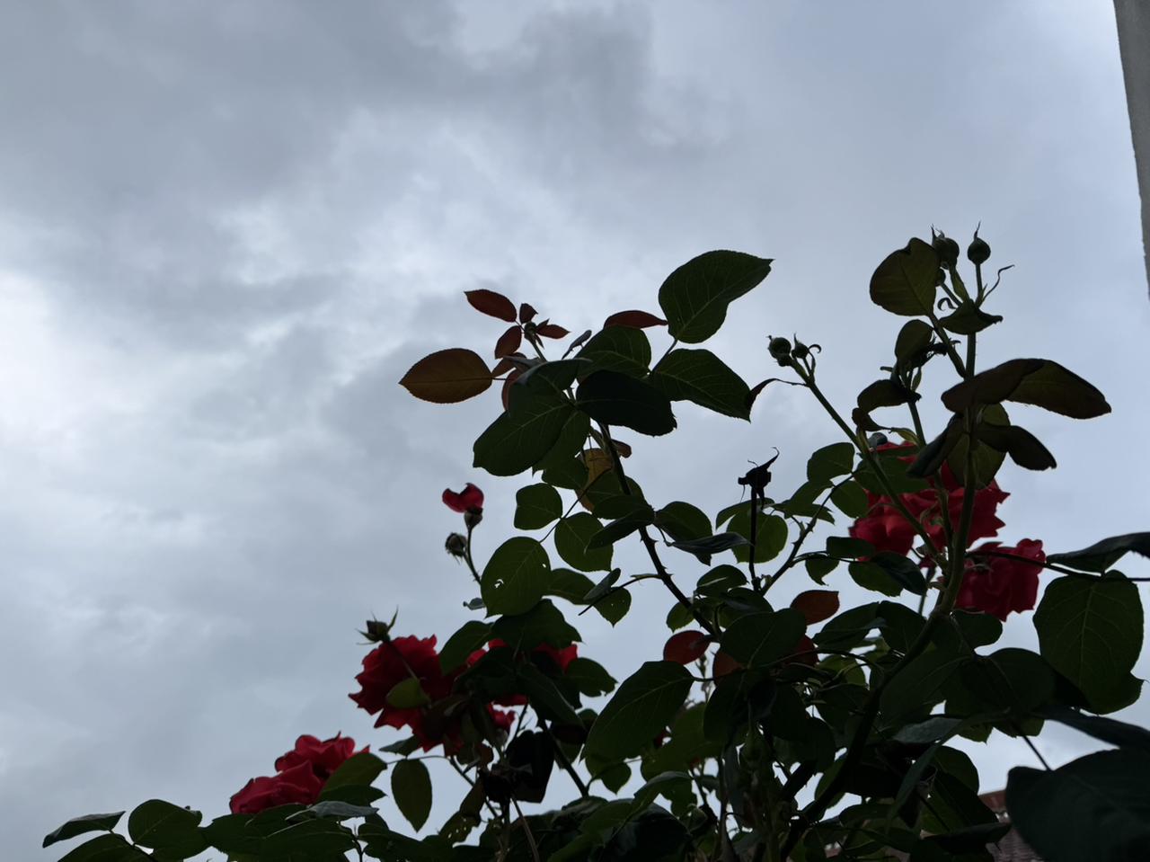 外面阴的很厉害，今天晚上有大暴雨。不适合出门子。就适合在家里头看cba a四强比