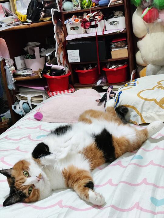 当我给猫买了老鼠干