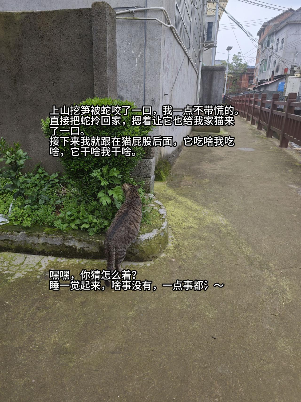 猫咪 萌宠出道计划 动物