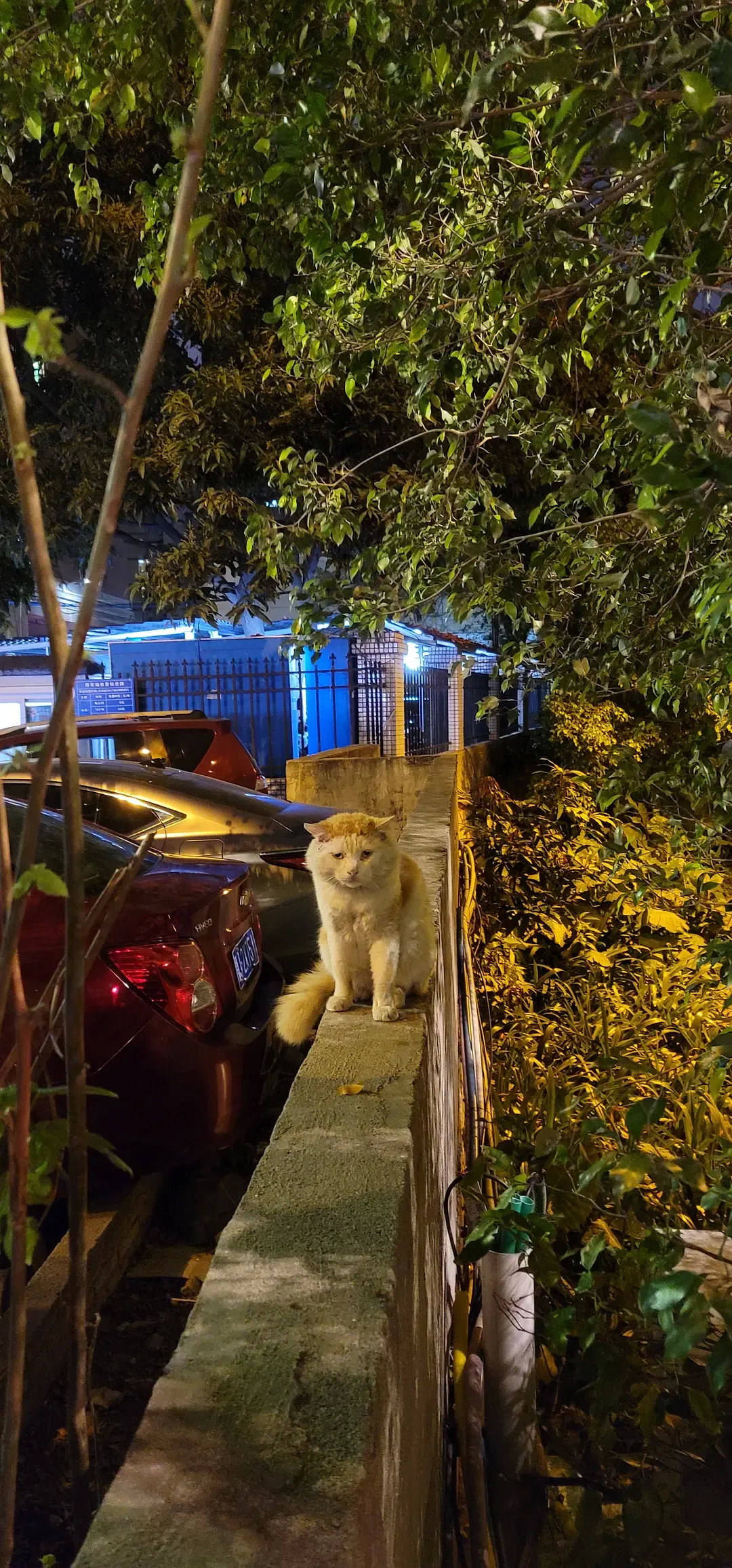 路灯下偶遇一只齐刘海的猫咪，一脸的委屈巴巴，你经历了什么宝贝？